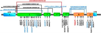 Case report: A novel FARS2 deletion and a missense variant in a child with complicated, rapidly progressive spastic paraplegia